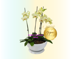 Orquídea Ref#007