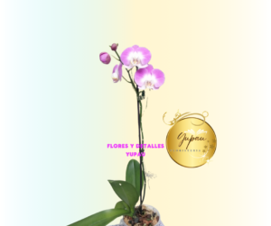 Orquídea Ref#020