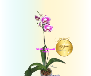 Orquídea Ref#021