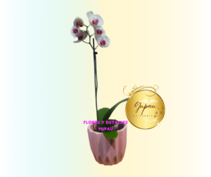 Orquidea Ref#001